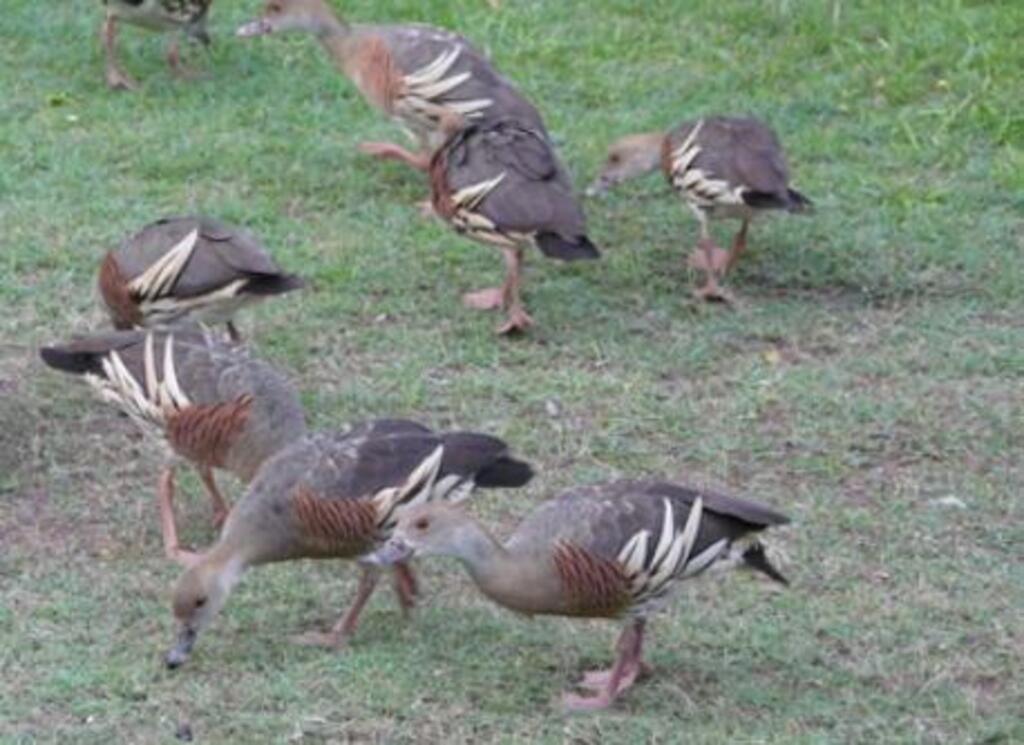Daily visitors.  Whistling Plumed Ducks