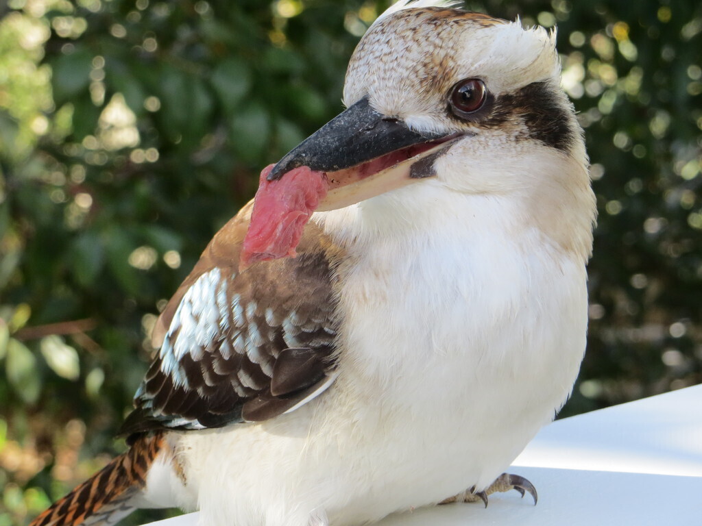 Breakfast on the deck...meat only please!