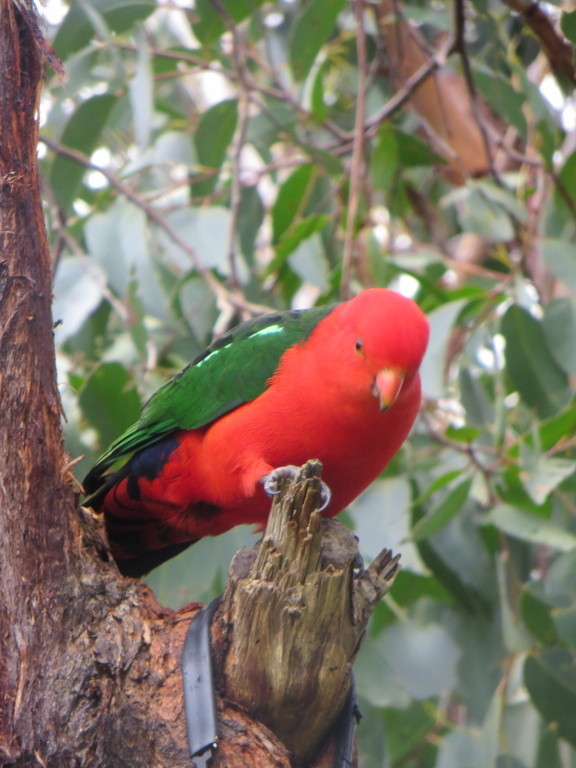 King parrots in garden