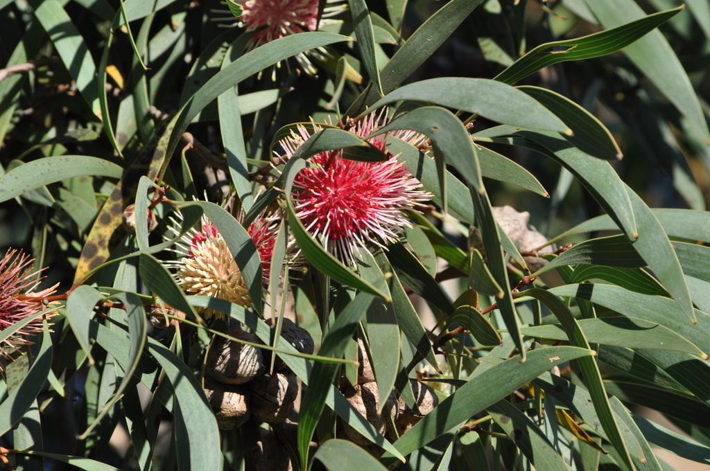 Hakea in bloom