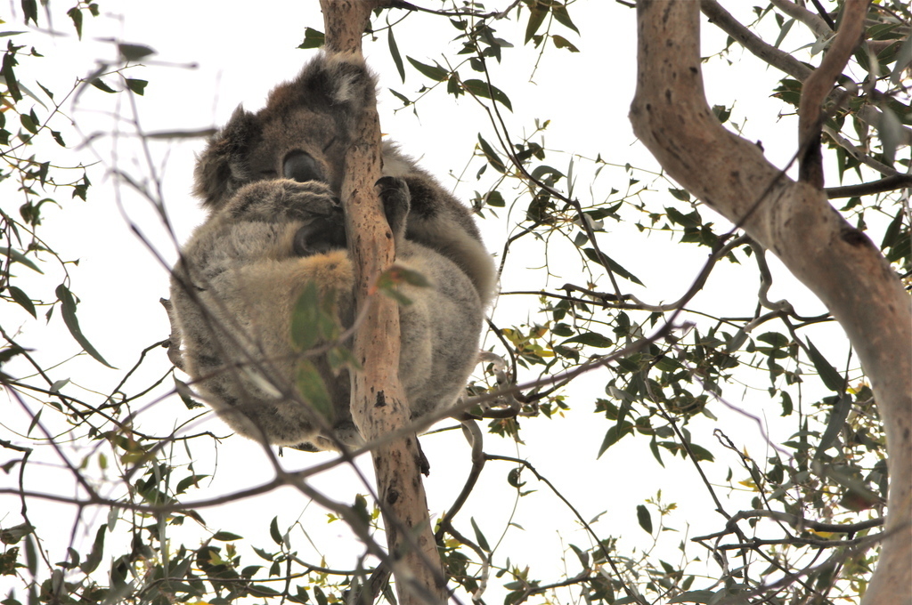 Koalas in the wild ..... nearby at Kennett River