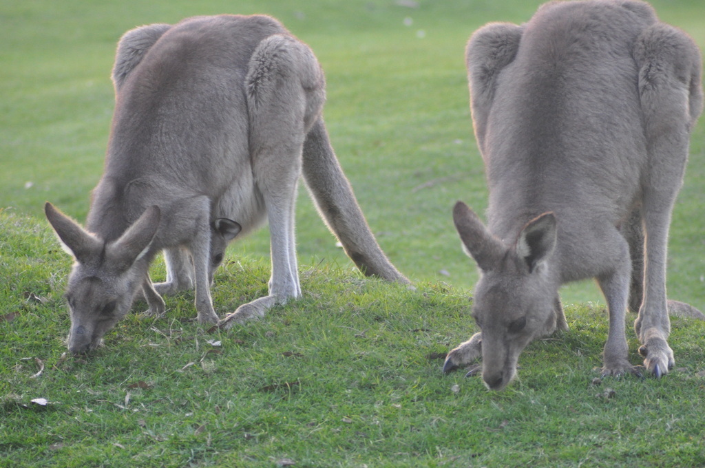 Kangaroos grazing at the golf course