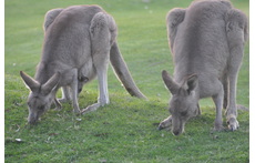 Kangaroos grazing at the golf course