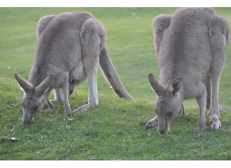 Kangaroos grazing at the golf course
