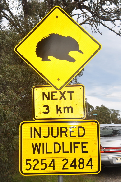  Watch out for Echidnas crossing! 