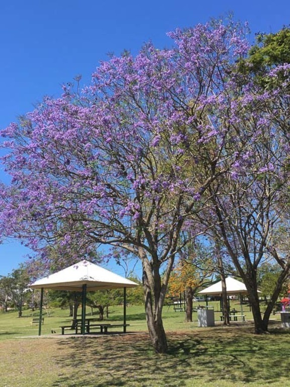 Beautiful jacarandas in bloom at the local park