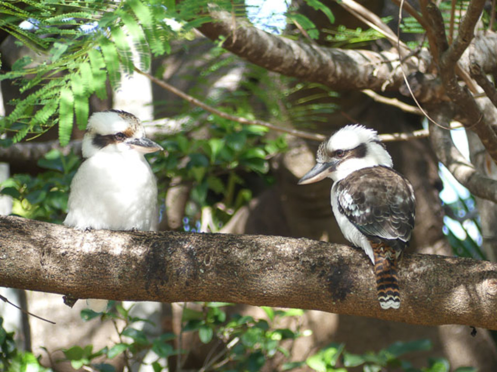 Two local kookaburras visit our backyard