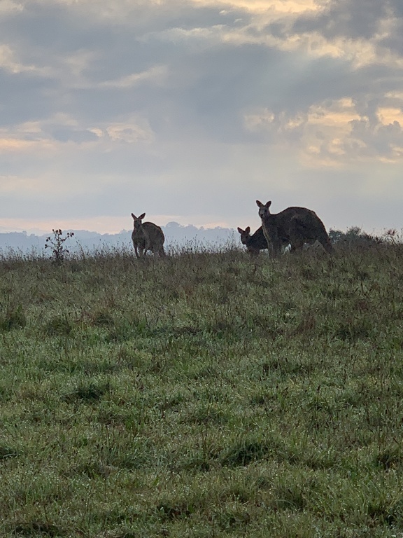 Bush walking on the Yarra River - grazing kangaroos