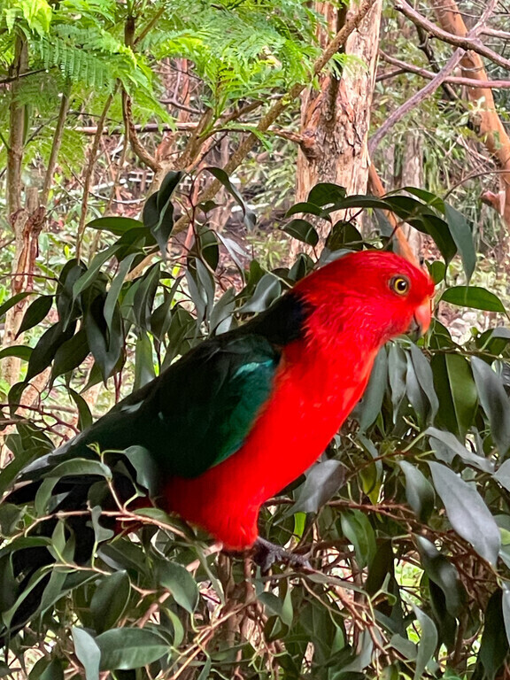 Some of the wild life that visit the bird feeder on the front deck