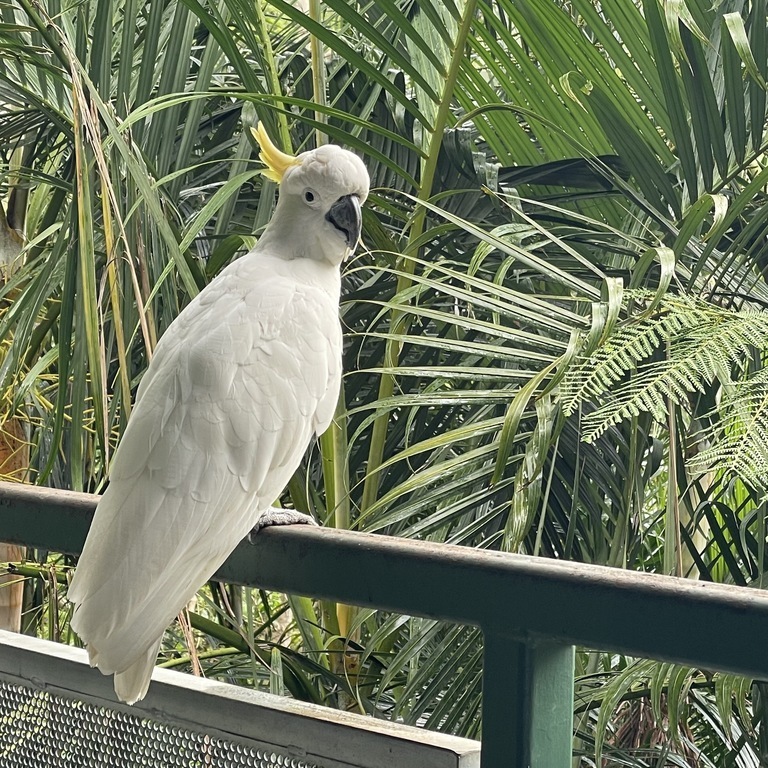 Some of the wild life that visit the bird feeder on the front deck