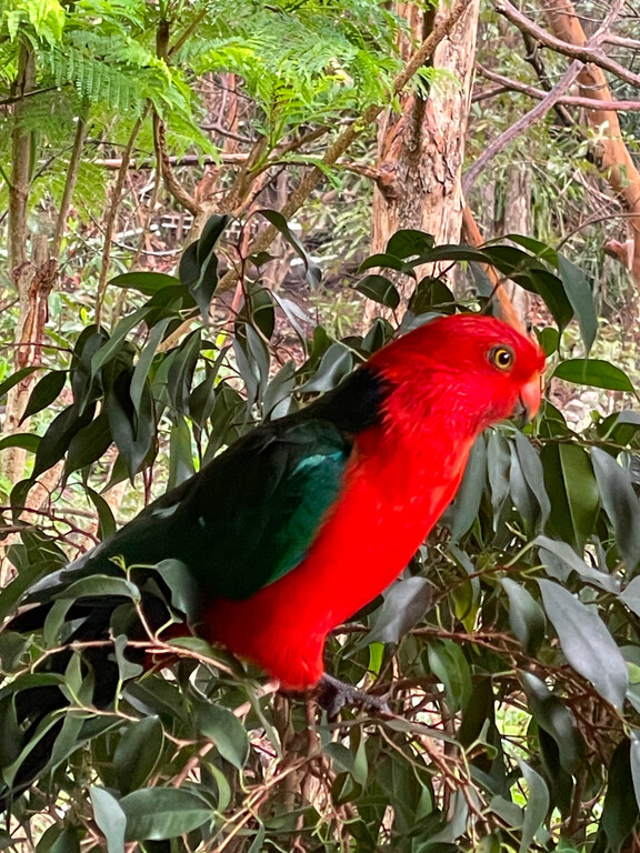 Some of the wild life that visit the bird feeder on the front deck