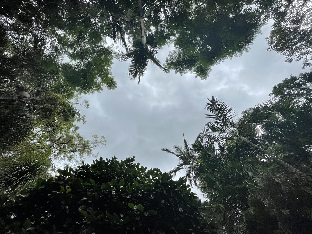 Looking skyward from in the pool. 