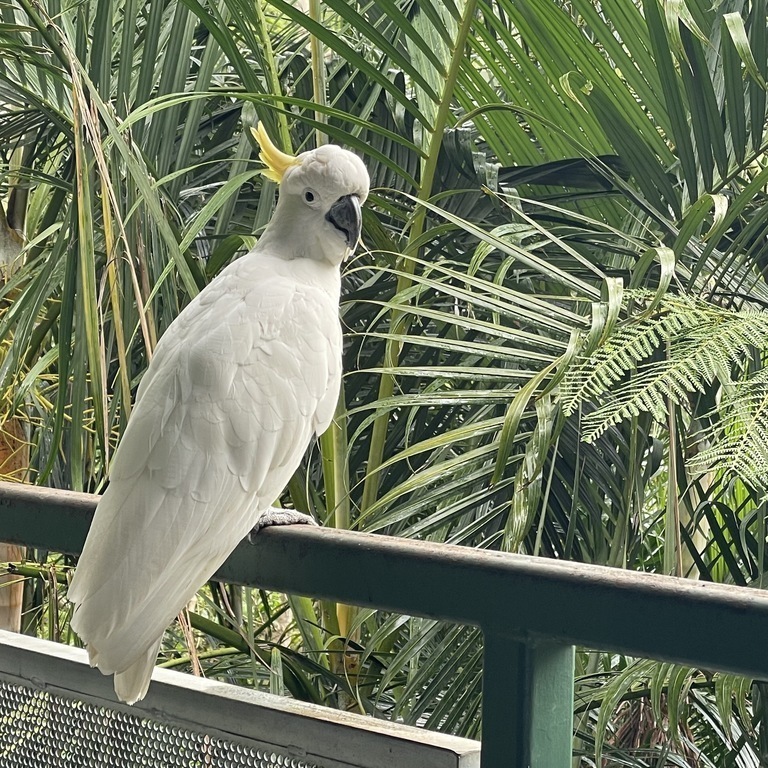 Some of the wild life that visit the bird feeder on the front deck