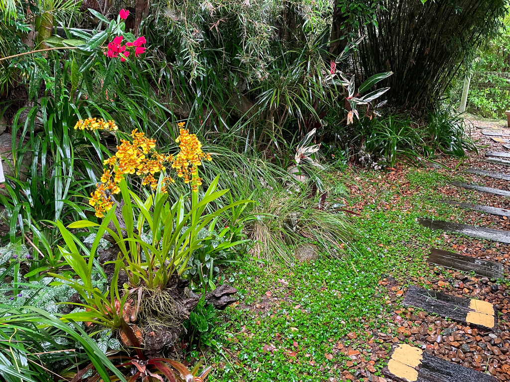 Path off the back veranda