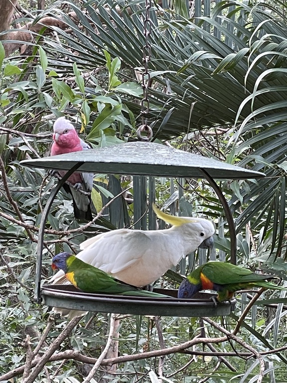 Some of the wild life that visit the bird feeder on the front deck
