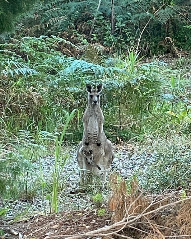 Kangaroos in our backyard 