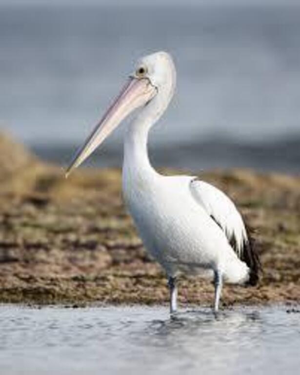 Pelicans at the boat ramp