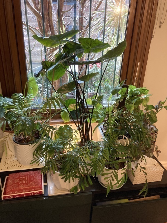 Some of the many indoor plants