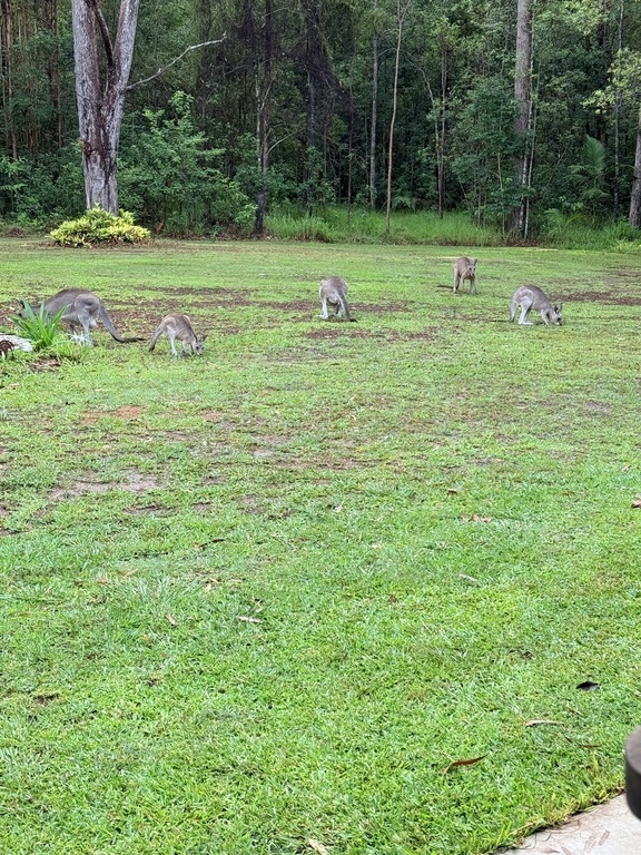 Kangaroos visiting 
