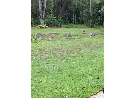 Kangaroos visiting 