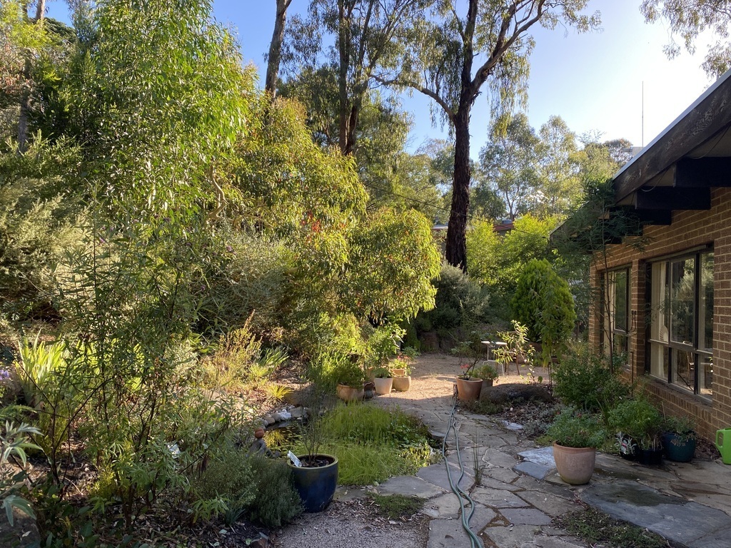 The front terrace, with pond, rock garden and original eucalypts