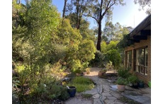 The front terrace, with pond, rock garden and original eucalypts