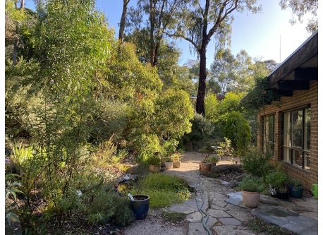 The front terrace, with pond, rock garden and original eucalypts