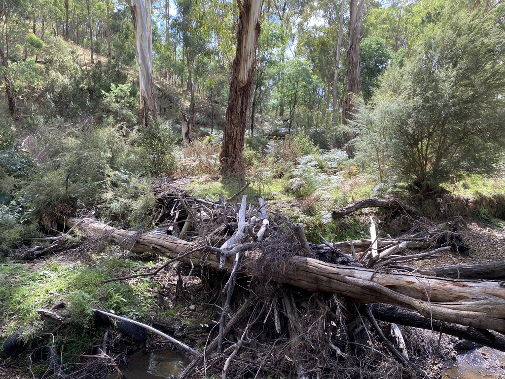 The bush around the creek