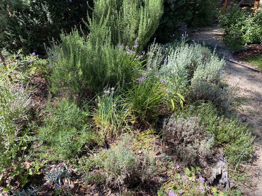 The herb garden