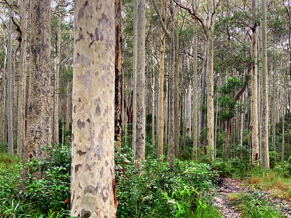 Forest opposite the house