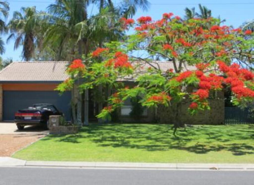 Poinciana Tree in Bloom