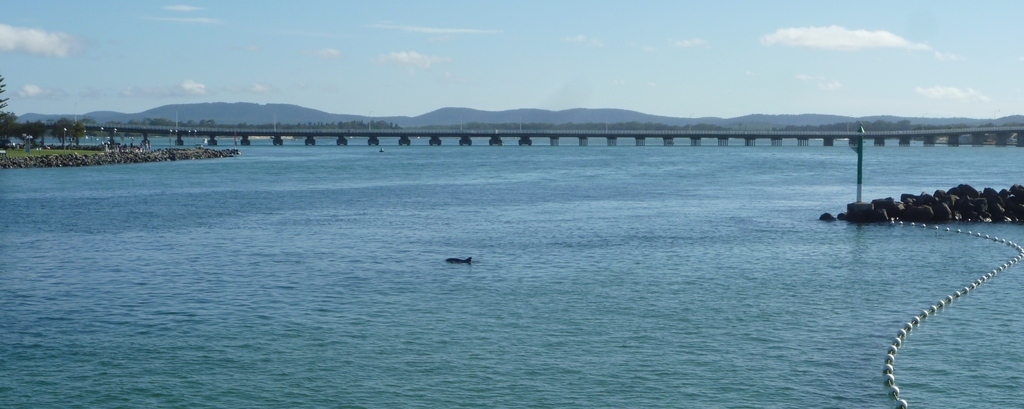 Dolphins can often be spotted playing in the lakes or off the beaches