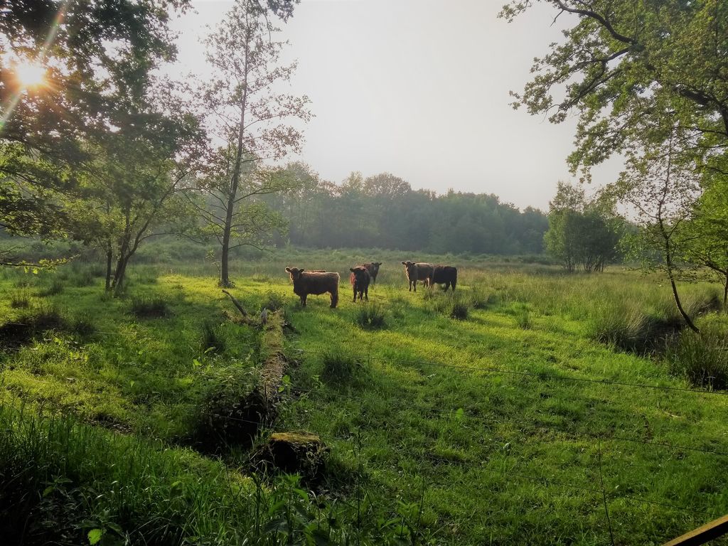 Turnhouts vennengebied