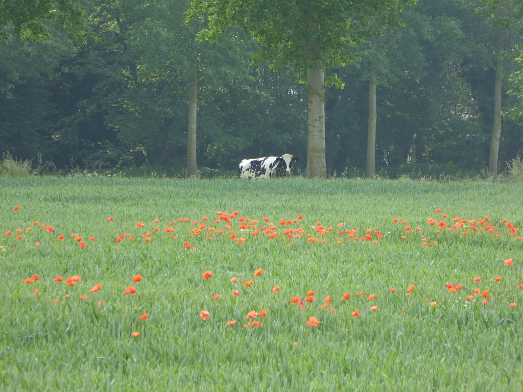 One of the cows next to our garden