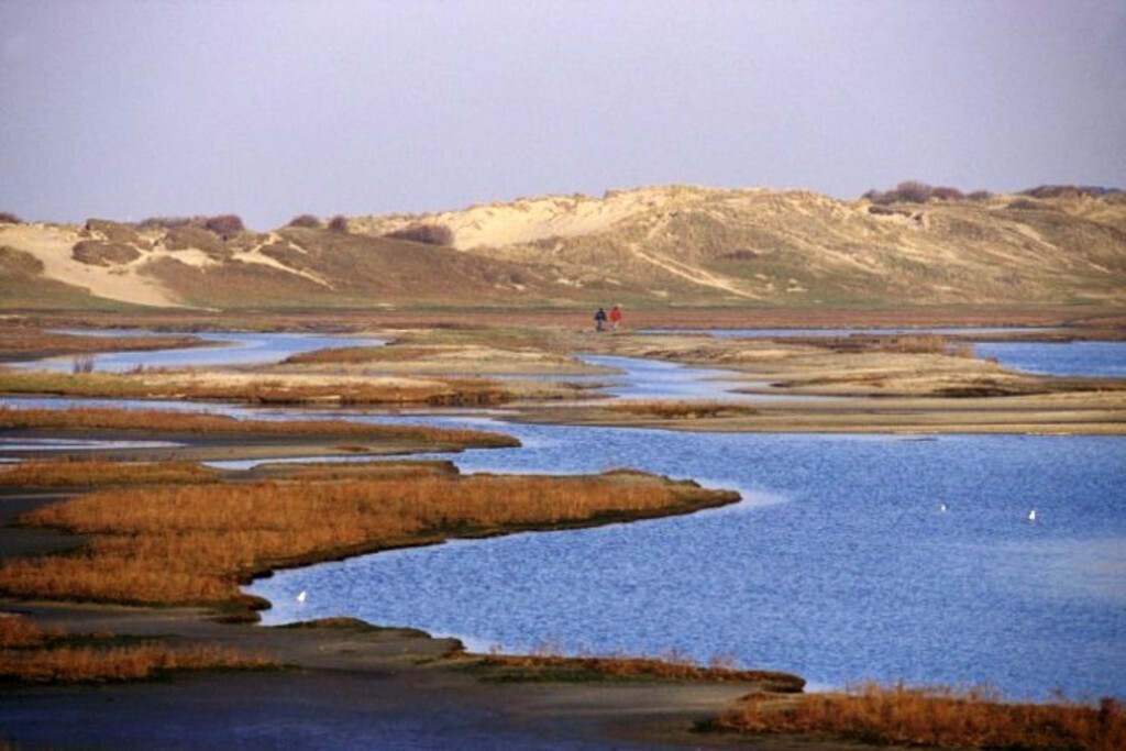 Belgian coast nature 'Zwin' 60min