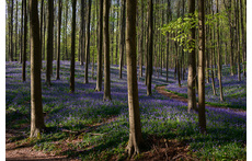 Hallerbos 20min