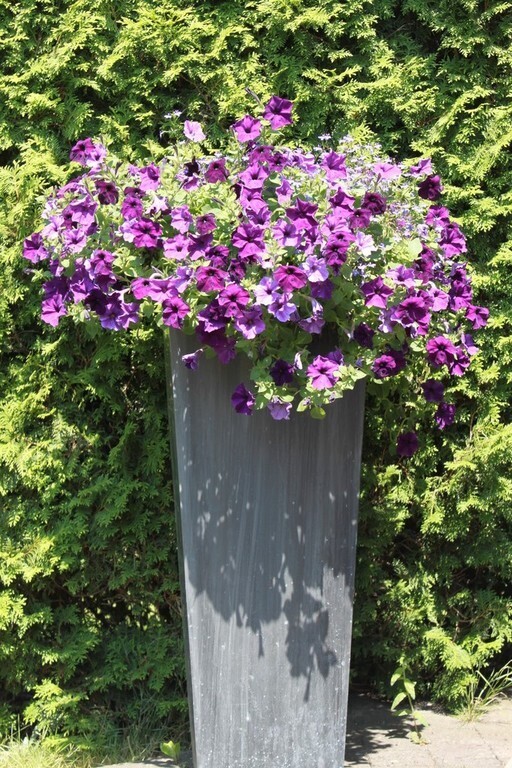 we love flowers in the garden...