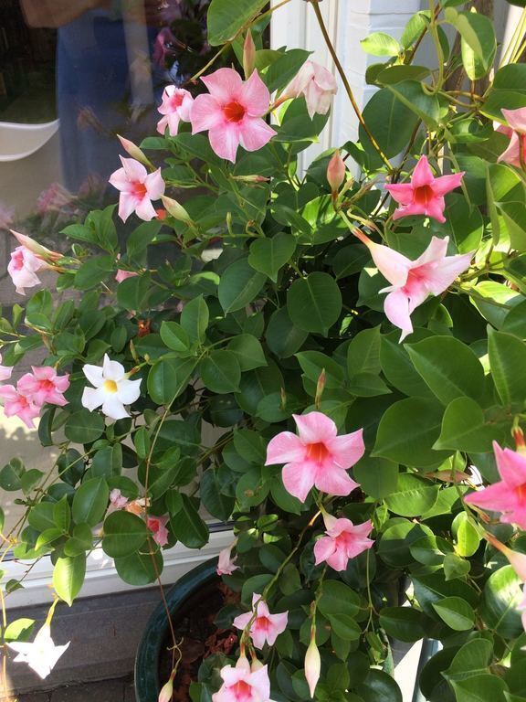 we love flowers in the garden...