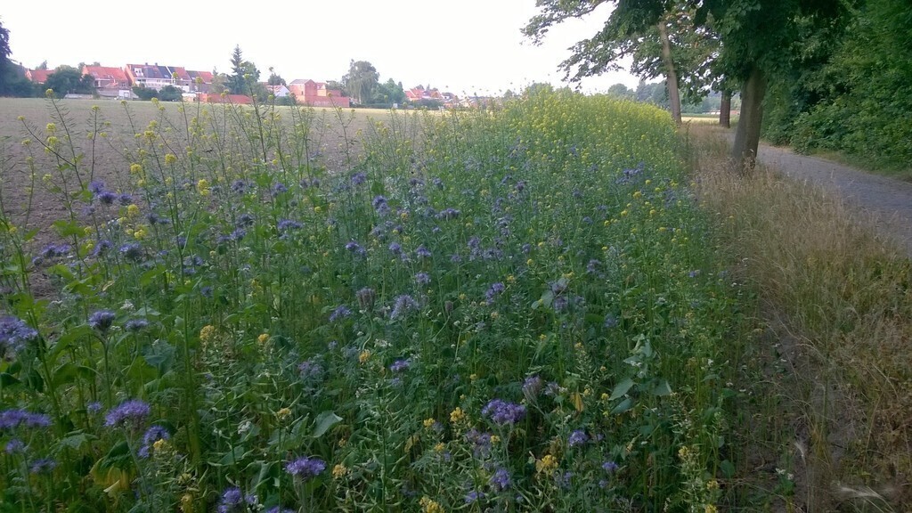 Flower Field, Edegem