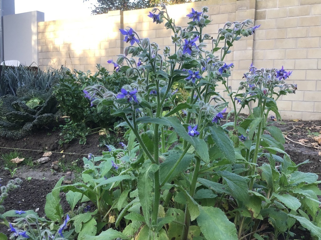 Herb and vegetable garden 