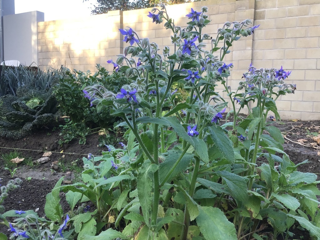 Herb and vegetable garden 