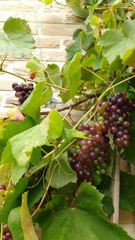 Grapes in our garden... We also grow different kinds of berries you can pick and taste!