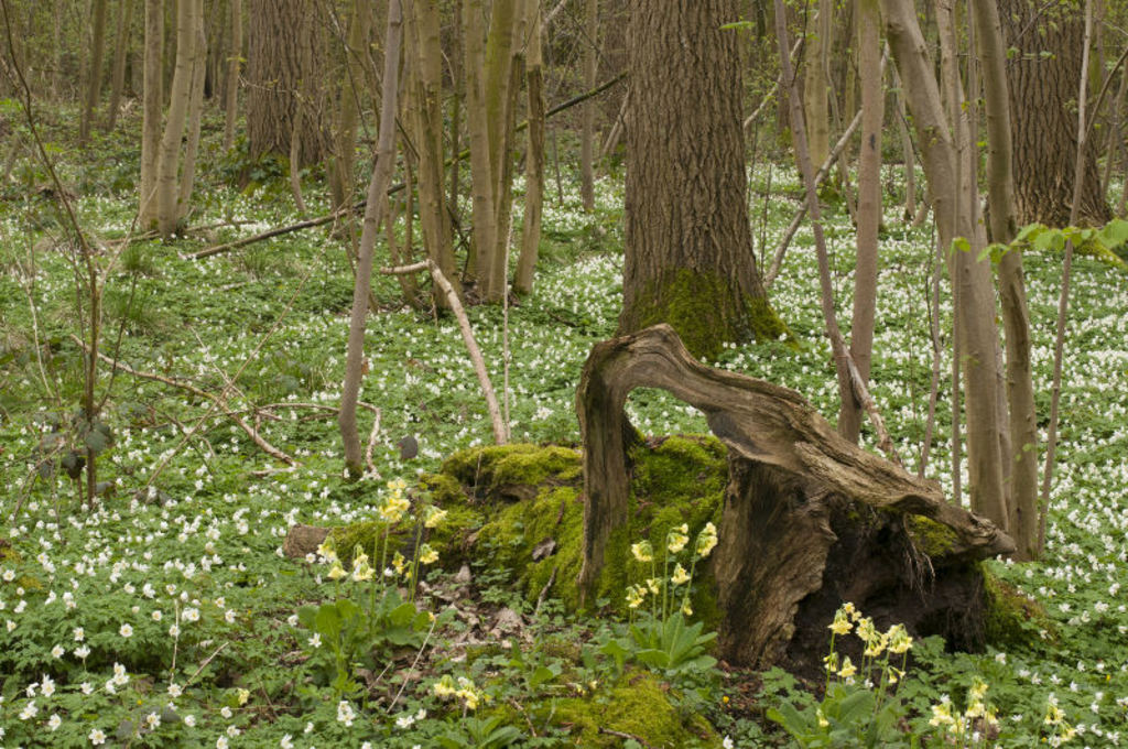 Keigatbos - forest in Zomergem (home of deers!)