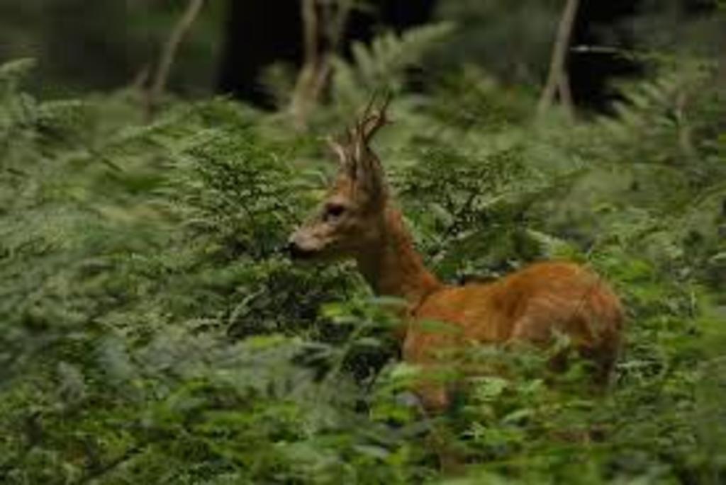 Deer in "Keigatbos" - the forest is only 3km from our door