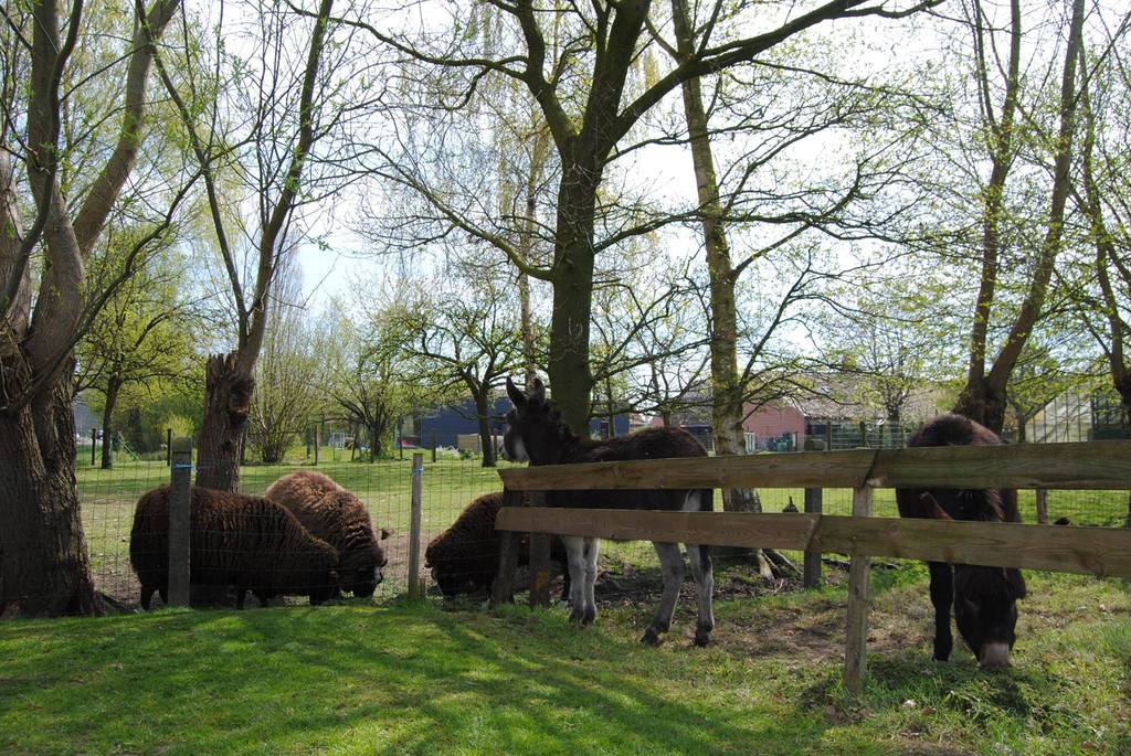 Goats, chicken and donkeys, our direct neighbours at the back of our garden. They will welcome you, especially if you feed them