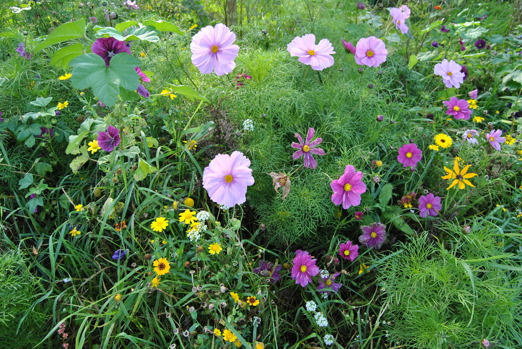 wild flowers in our garden