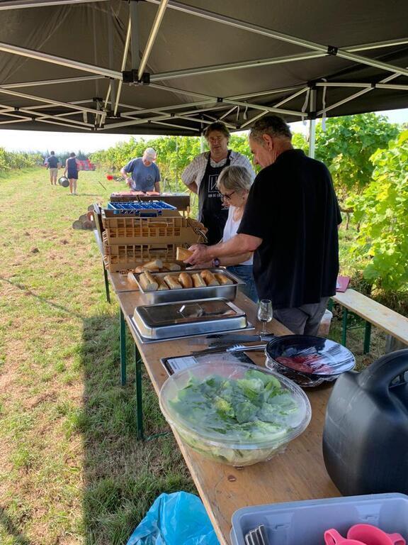 Vin de Liège : grape harvesting time