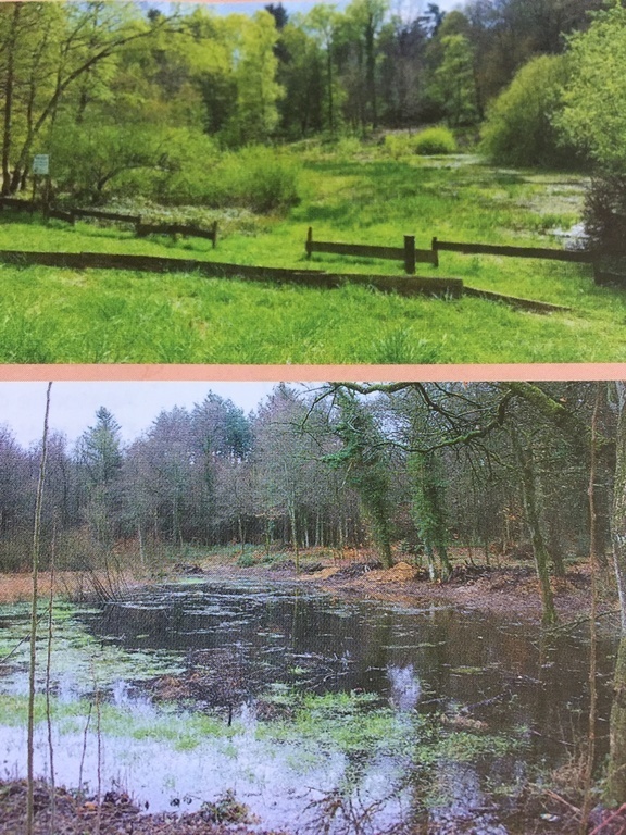 « La mare aux Joncs », nature reserve in the wood next to the house.