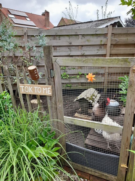 Our chickens, Thelma and Louise