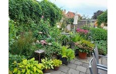 The garden
